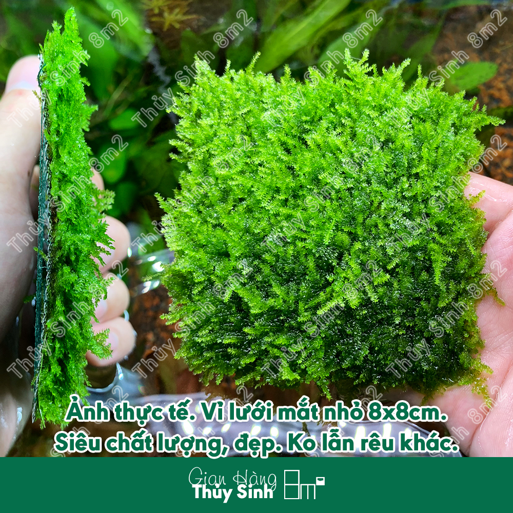 Rêu minitaiwan, mini spinky, rêu xmas, wepping sing thủy sinh - rêu gắn lũa, bonsai, trang trí hồ tép - 8m2
