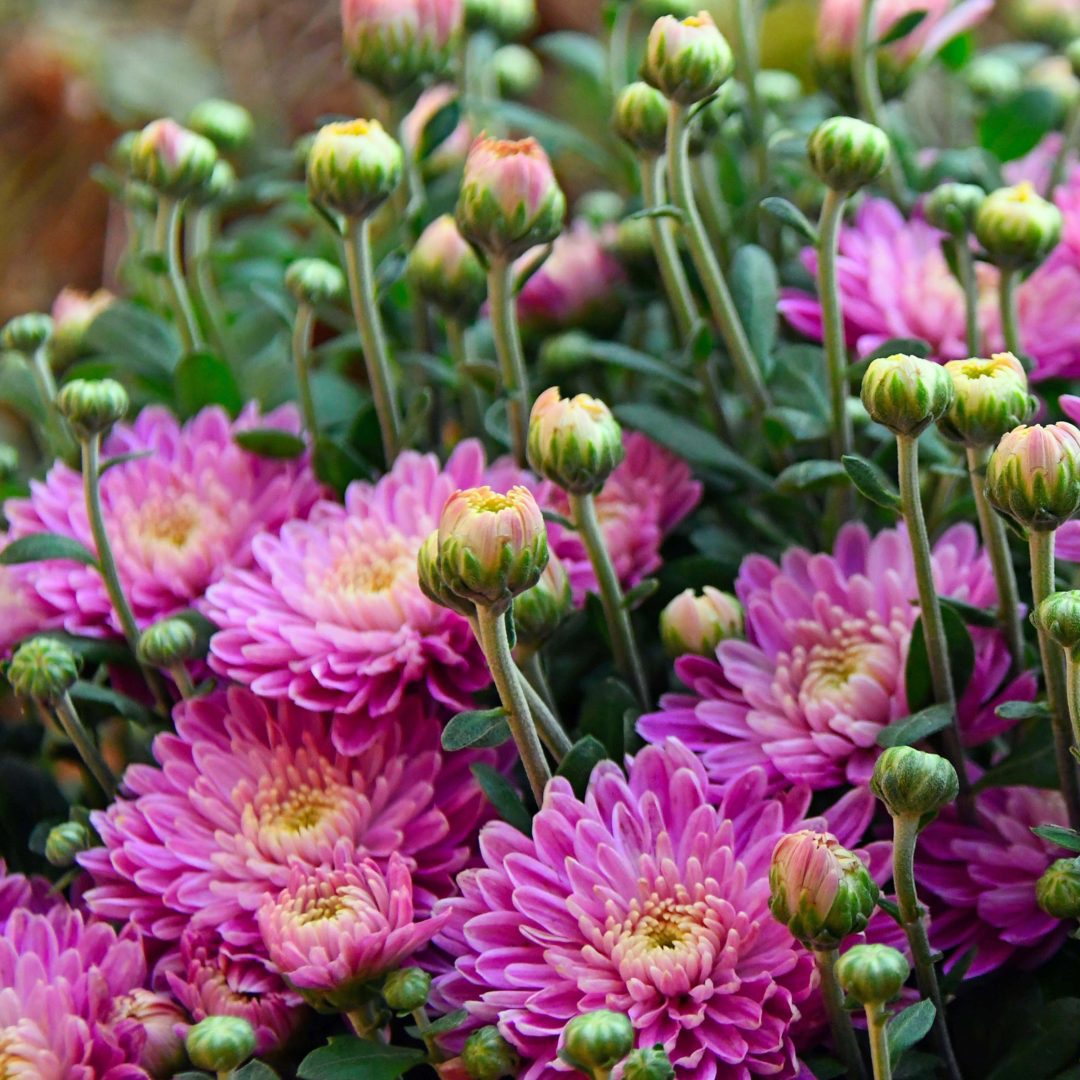 Hạt giống Hoa Cúc Tím Violet PTP90 | Phởms Market