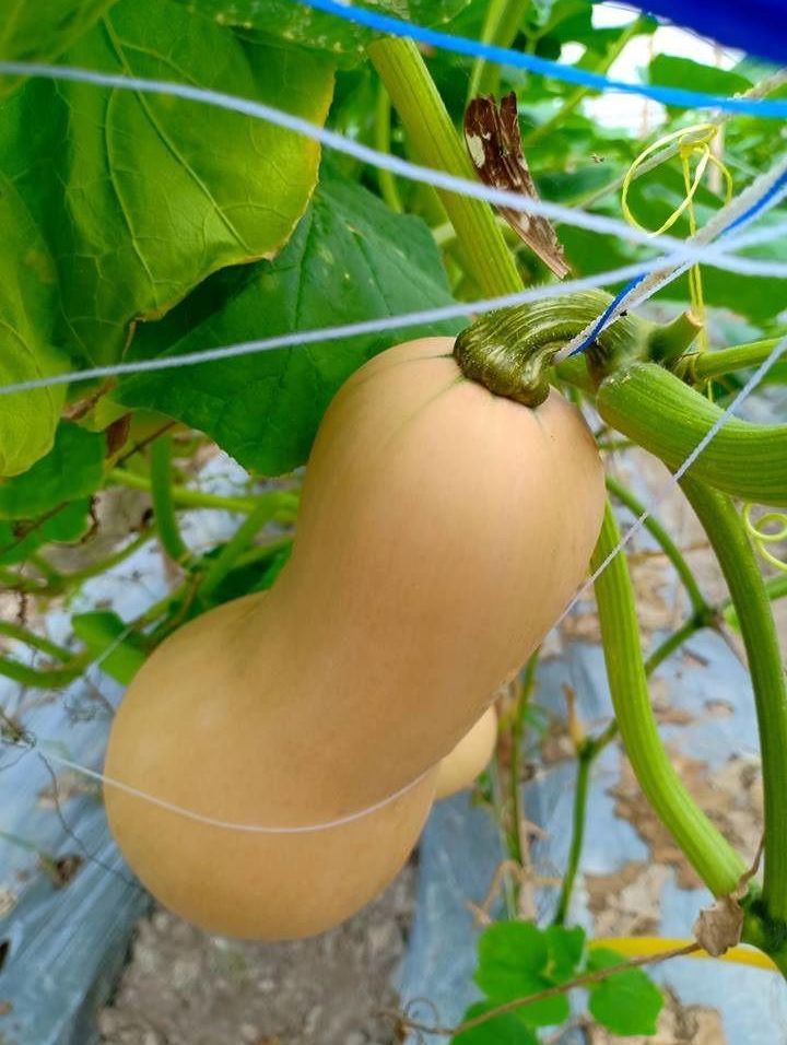 Hạt giống Bí Ngô Mỹ da vàng (Bí bơ)