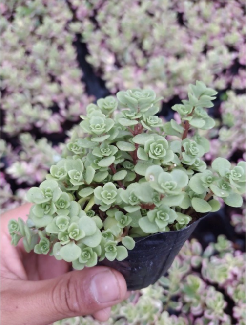 SEN ĐÁ SEDUM VẢY CÁ - ĐÀ LẠT - HƯ 1 ĐỔI 1