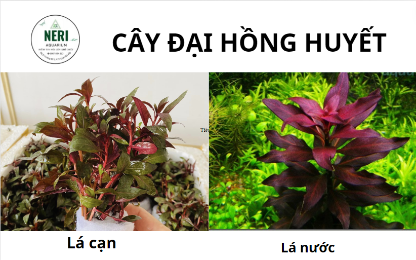 Cây thủy sinh, cây cắt cắm không cần CO2 ( LÁ CẠN )