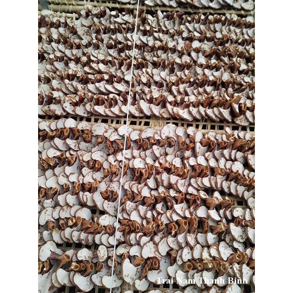 Phôi nấm Linh chi (01 kiện 10 bịch phôi)