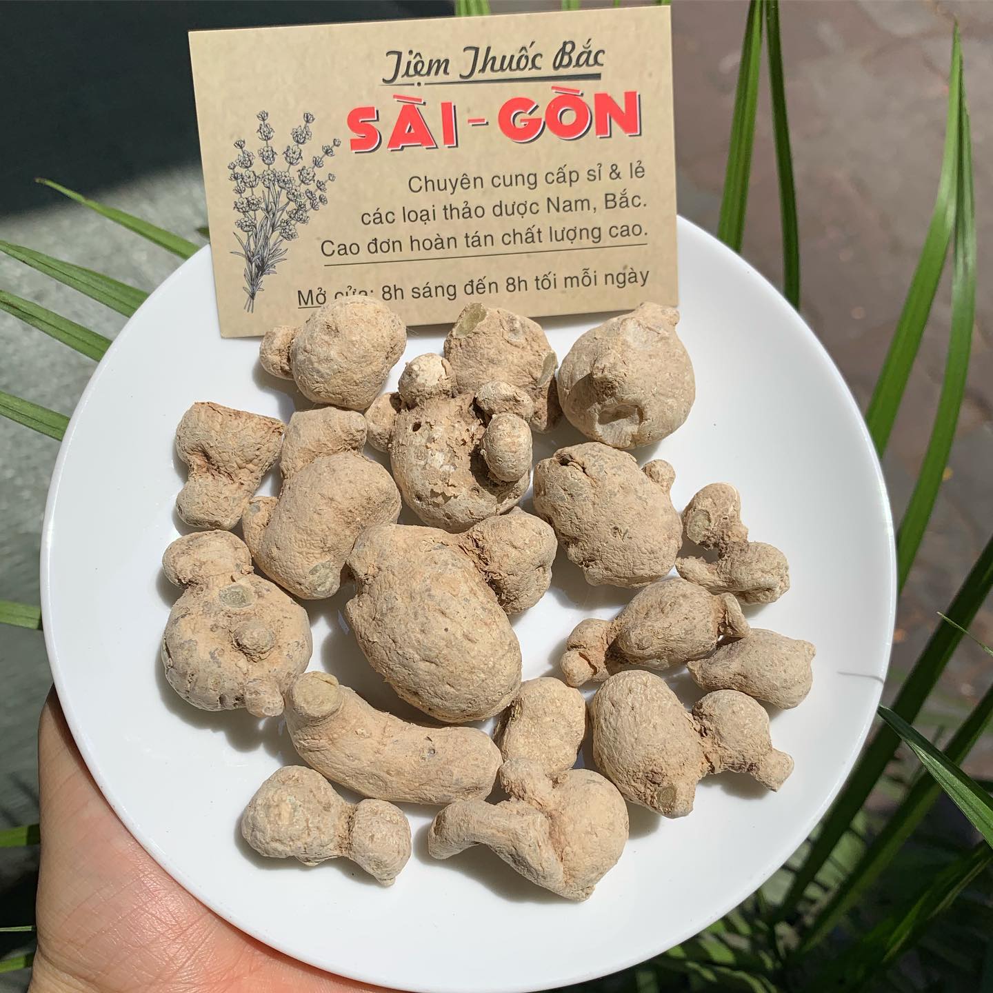 [HCM]TAM THẤT NAM CỦ 100GRAM