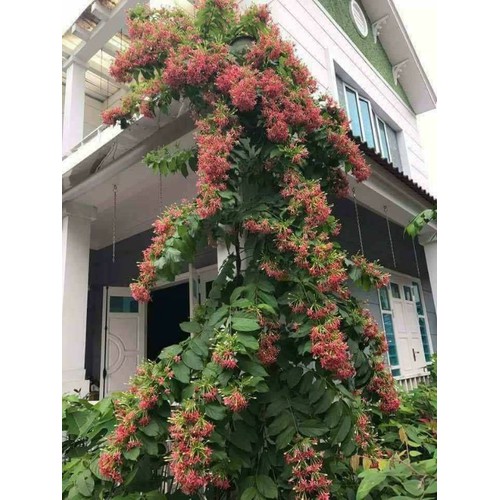 chậu hoa leo sử quân tử thơm ngọt mật ong