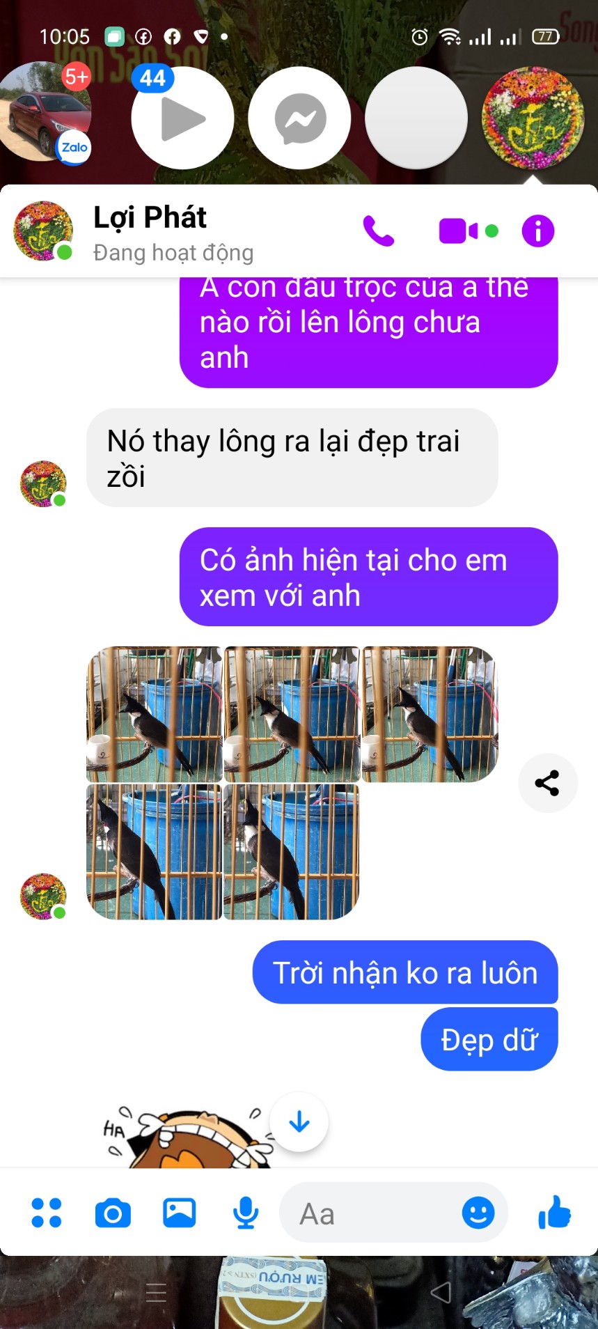 Combo 11 gói cám Chào Mào Vua Chim