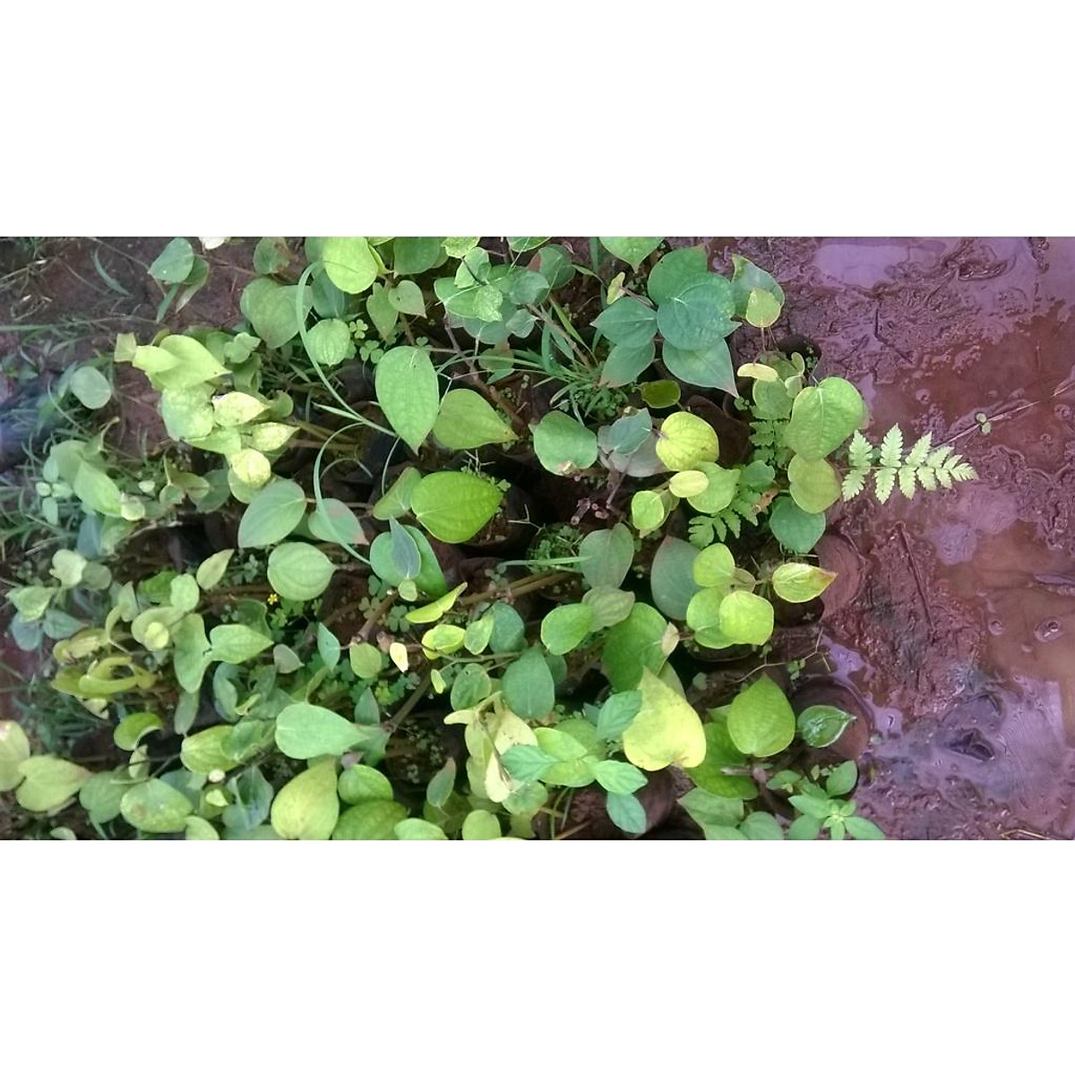 Cây Giống HỒ TIÊU THEKKEN . ( Tiêu chùm).