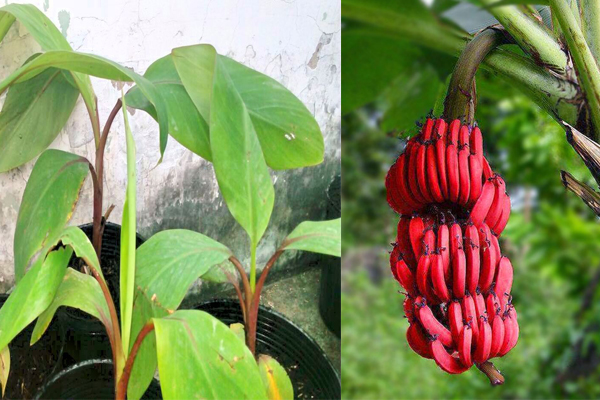 CÂY GIỐNG CHUỐI TÂY ĐỎ DACCA