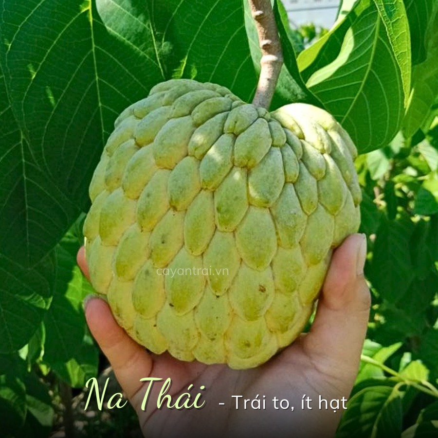 Cây Mãng Cầu Na Thái chuẩn giống