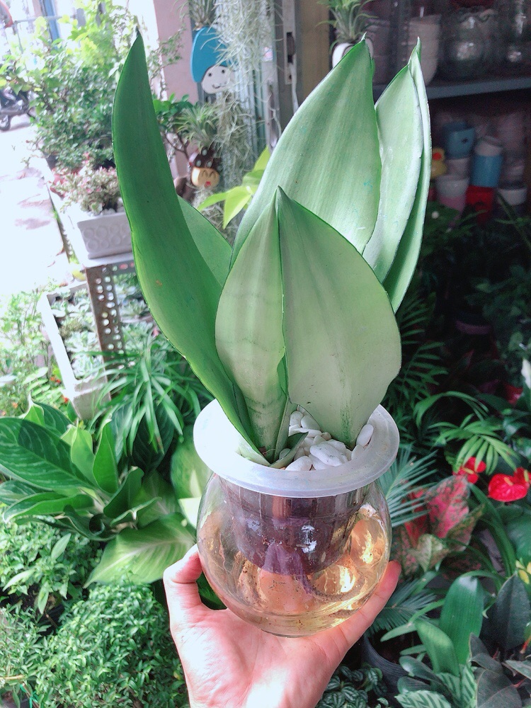 [HCM]Chậu Lưỡi Hổ Bạc Thuỷ Canh