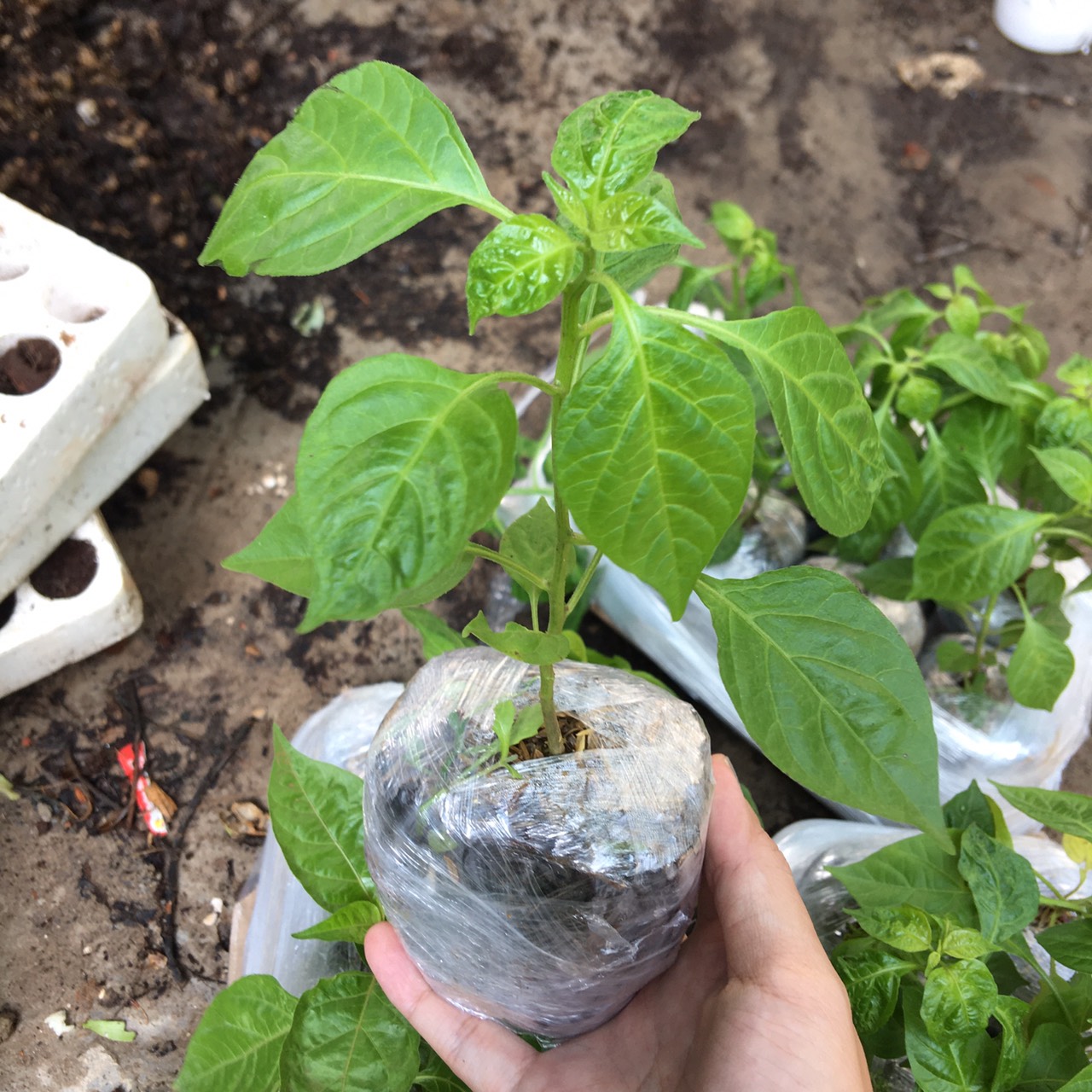 Chậu cây giống ớt Peru Aji Charapita