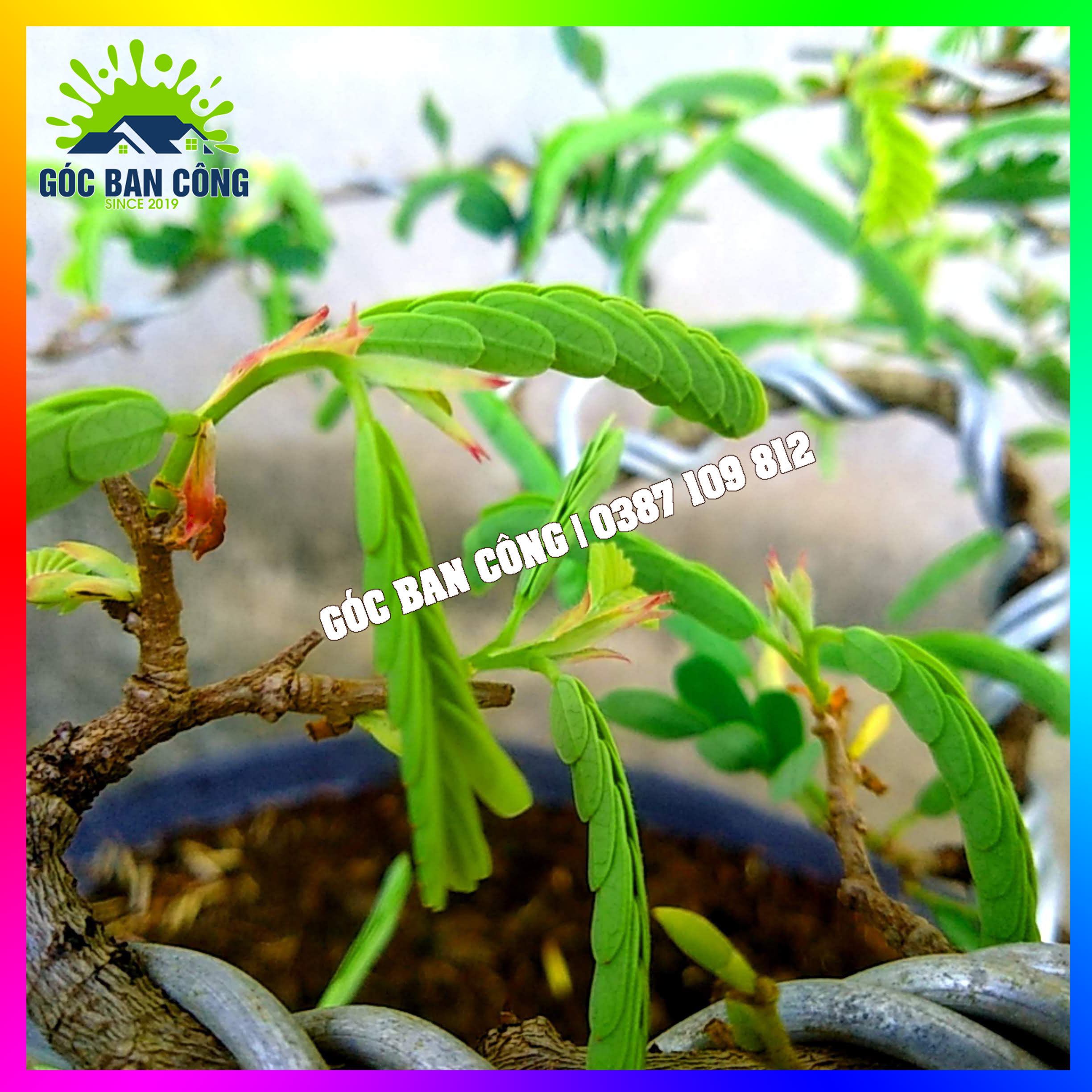 Cây Me Bonsai Mini Dáng Bạt Phong Gió Lùa