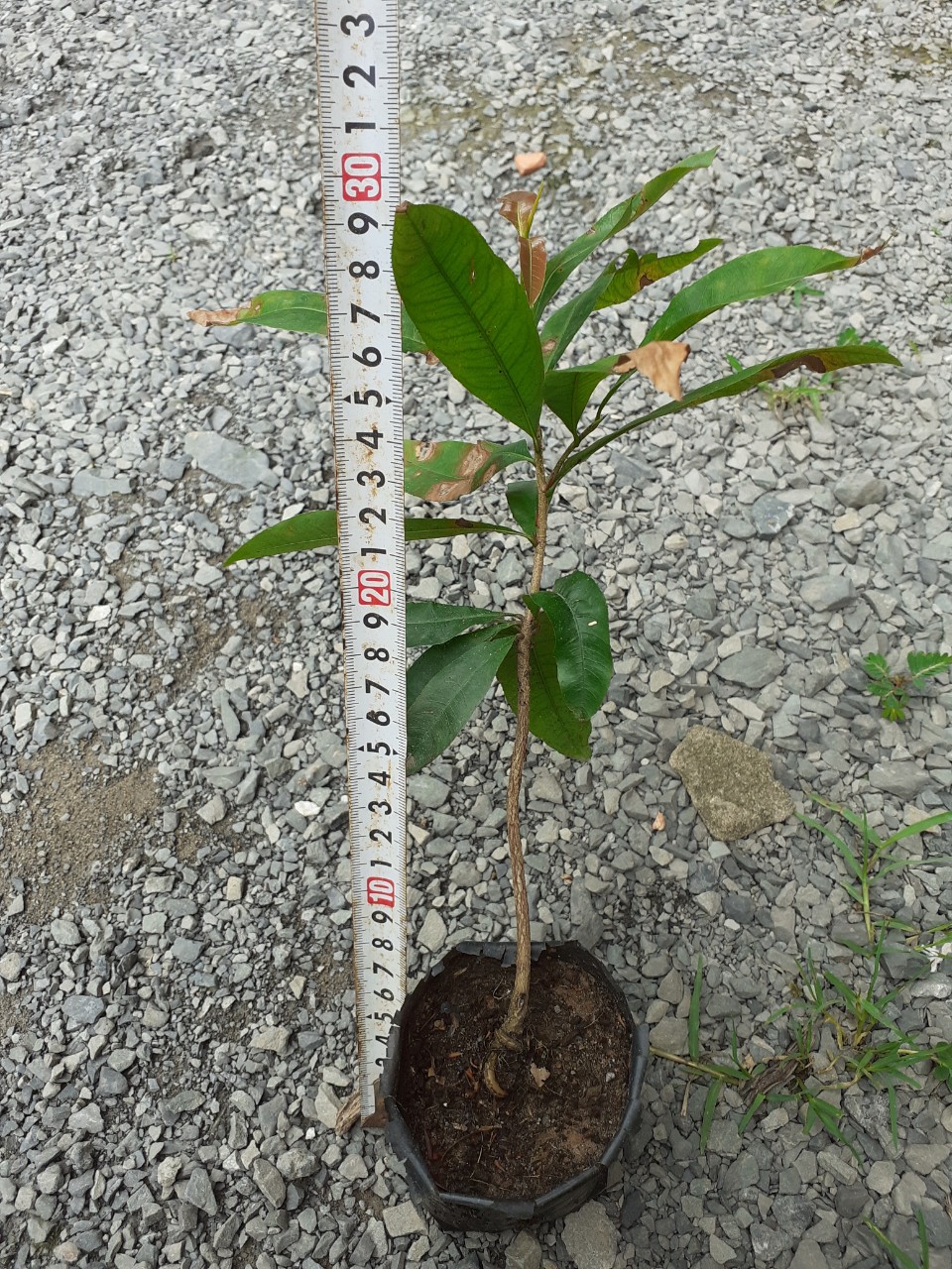 30 Cây Mai Vàng Con 5-8 Cánh Cao 25-30cm