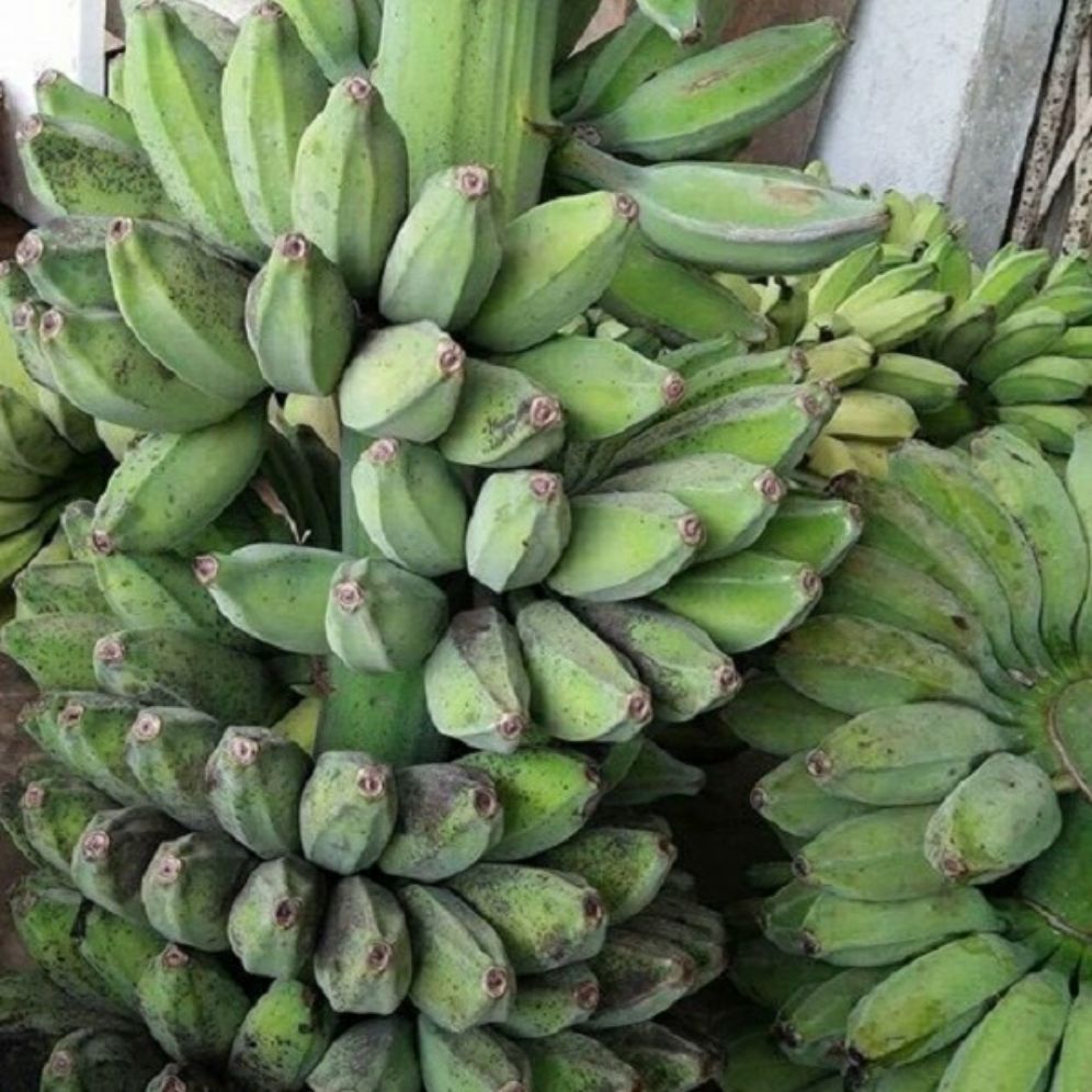 Cây chuối sáp giống