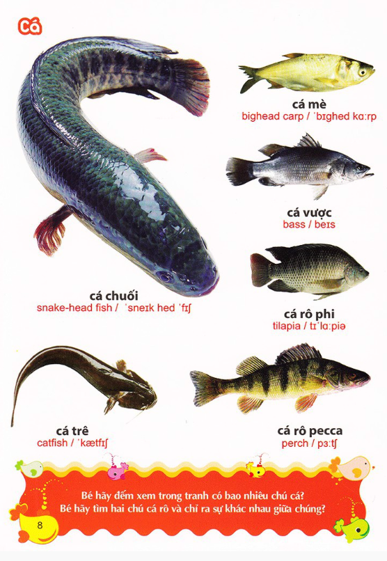 Sách: Từ Điển Tranh Về Con Vật