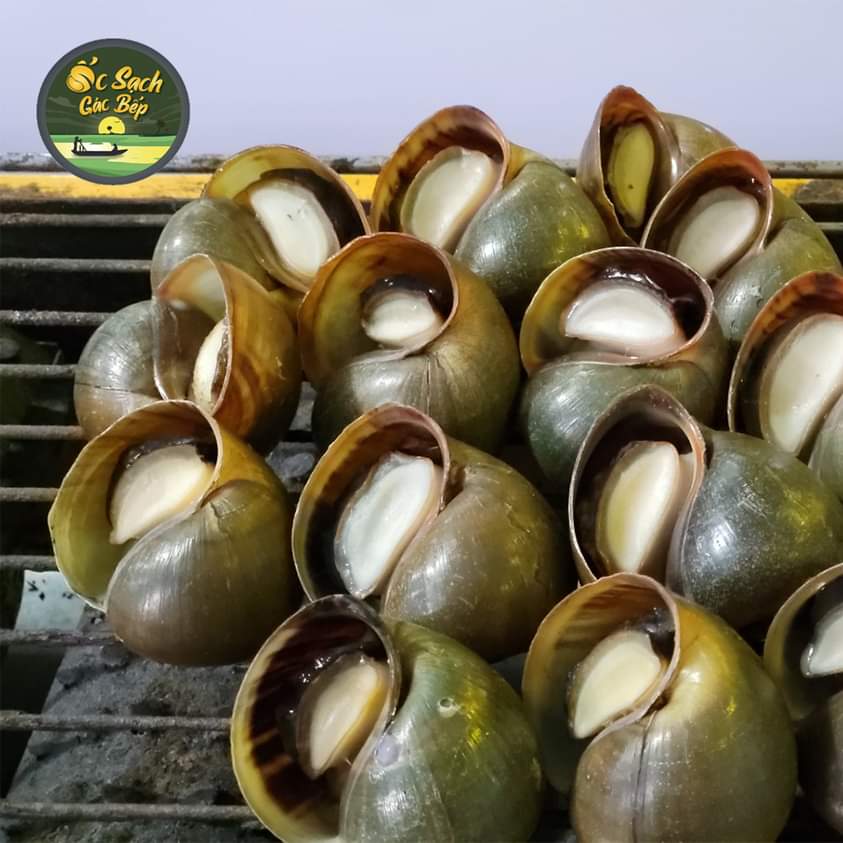Ốc Gác Bếp (giỏ tre 1kg)