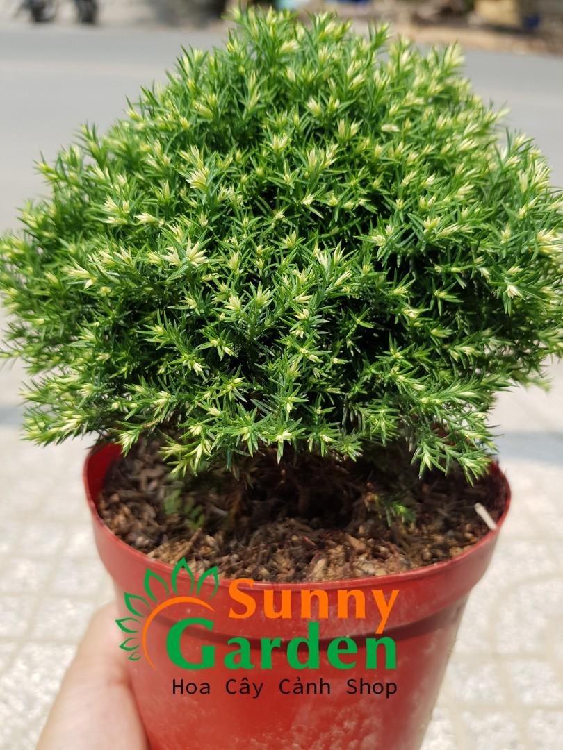 Cây tùng bồng lai mini - chậu cây phong thủy