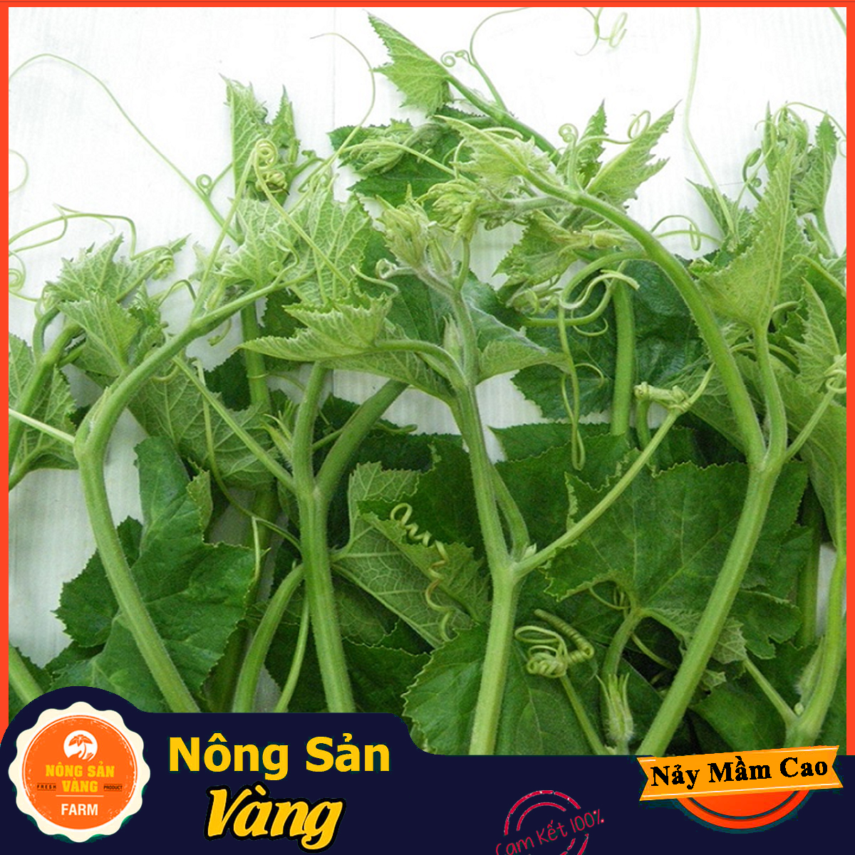 Hạt giống Bí Siêu Ngọn Bí Lấy Ngọn ( Gói 10Gram ) - Nông Sản Vàng