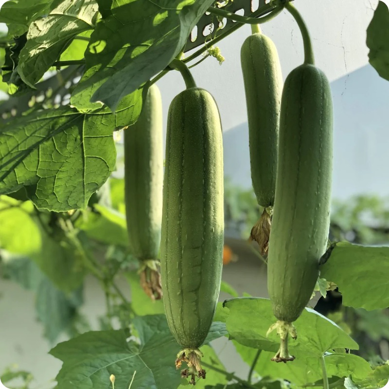 Hạt giống Mướp hương Thái Lan/Gói 10 hạt