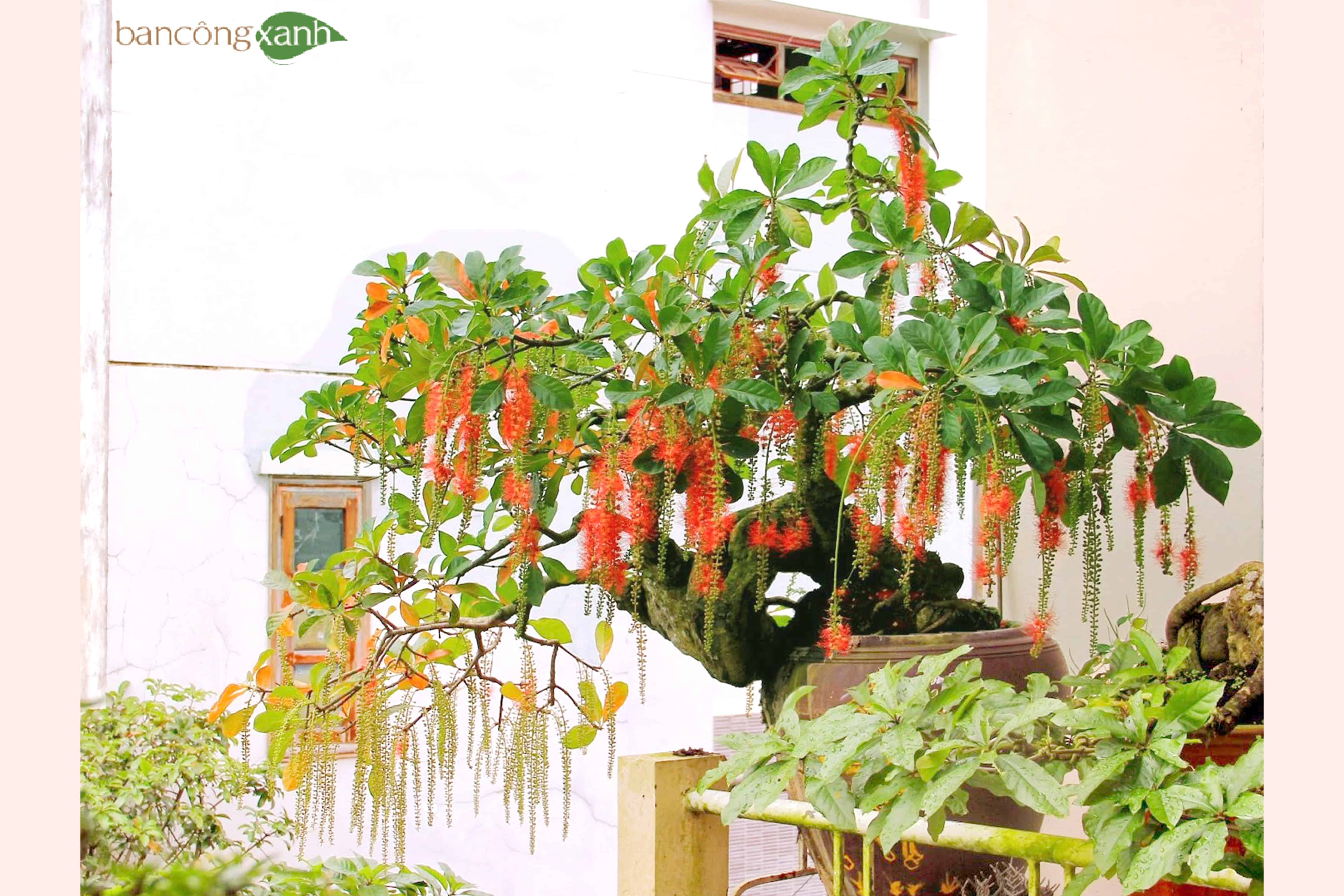 Cây lộc vừng giống cao 30cm