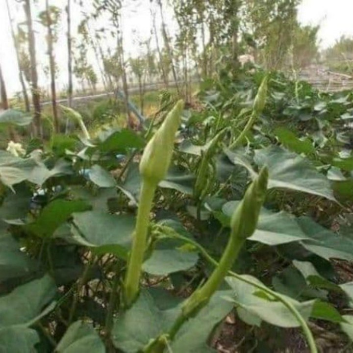Hạt giống hoa Chom Chan 50 Hạt (tặng kích mầm phân bón)