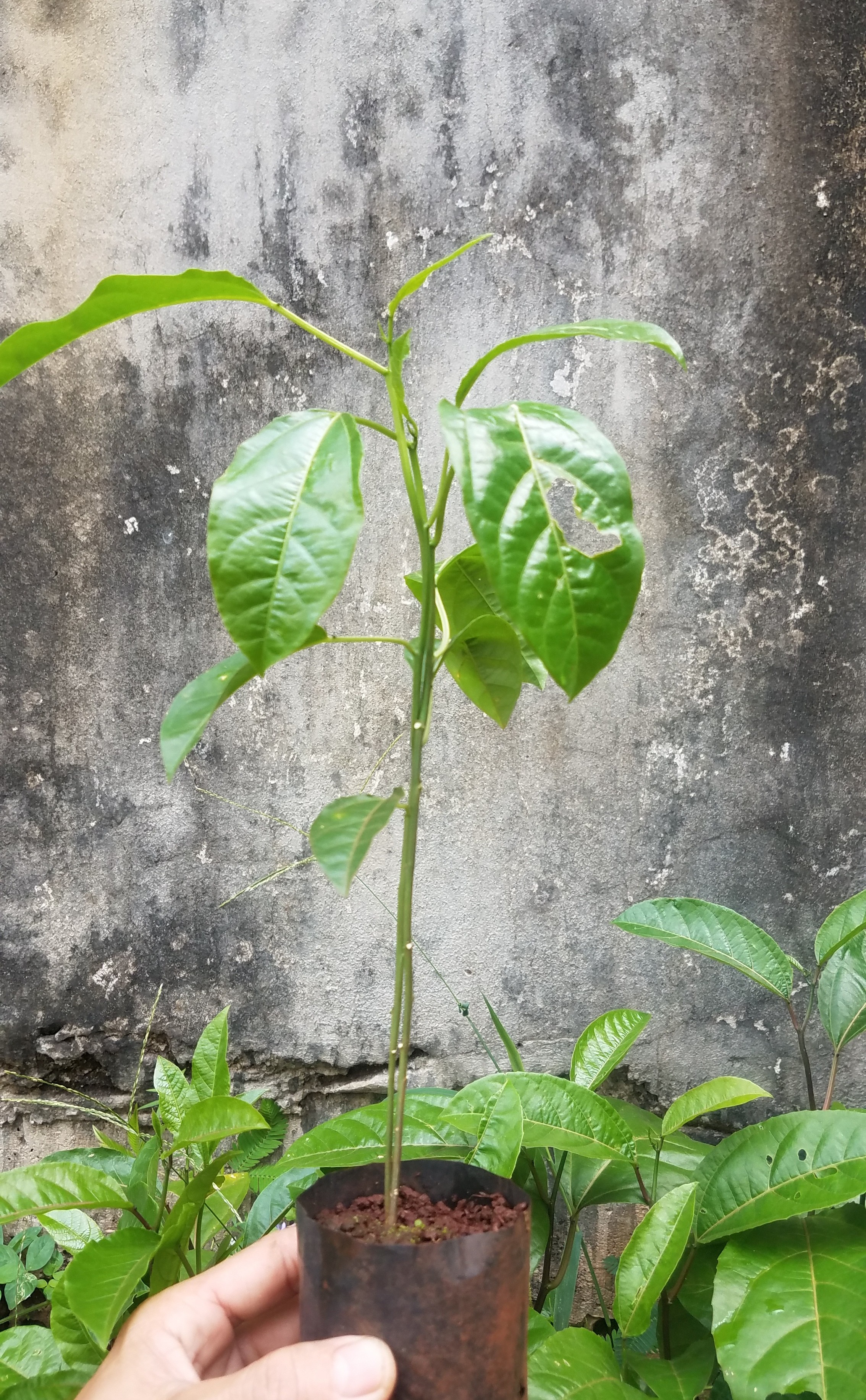 Cây chanh dây vàng