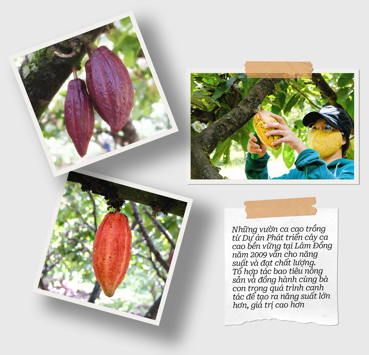 Sô cô la đen nhân hạt điều ít đường vị đắng [Bản Cacao]