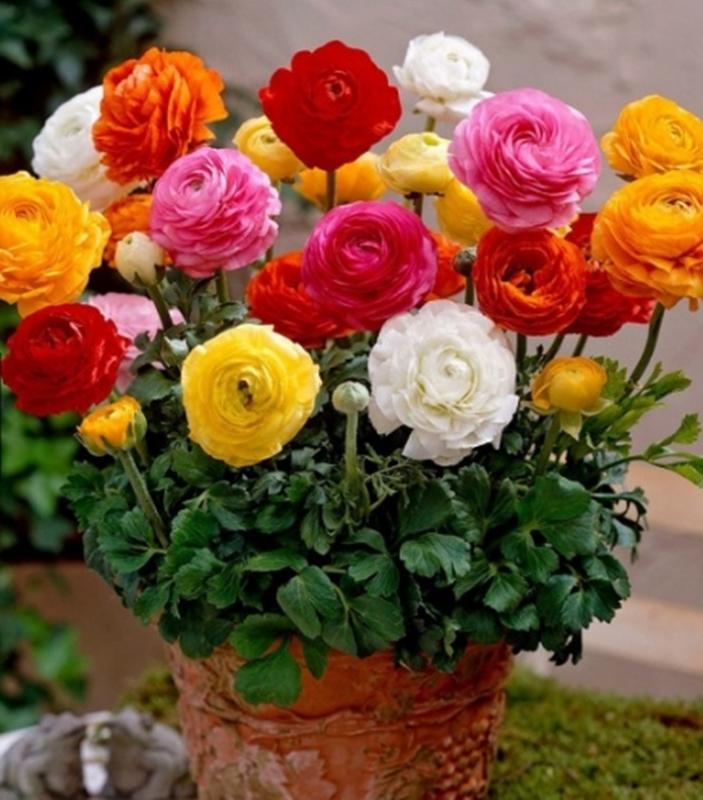 5 Hạt giống hoa Mao lương