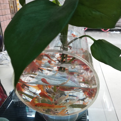Bể tép cá acrylic hình dạng ống tròn dài 50cm