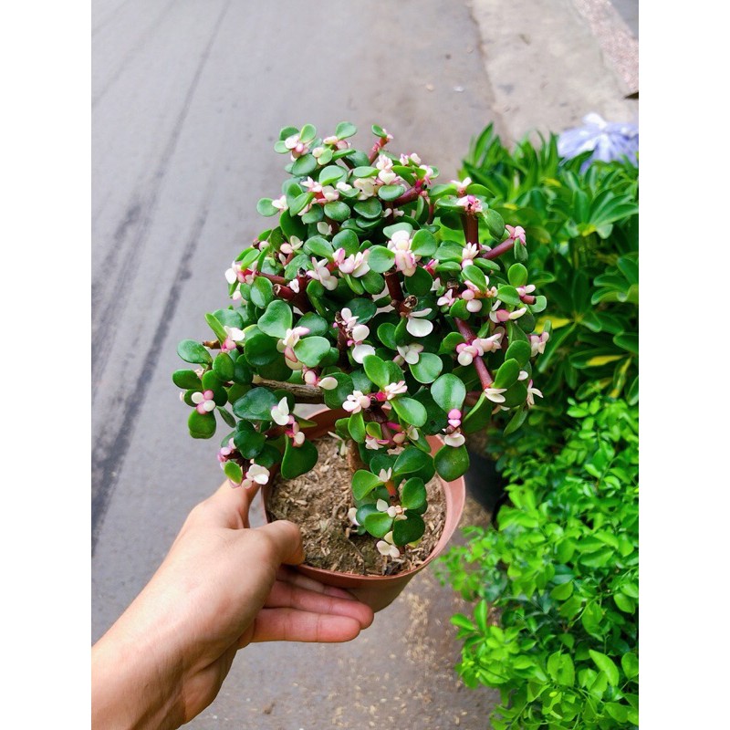 [HCM]Cây Cành Vàng Lá Ngọc