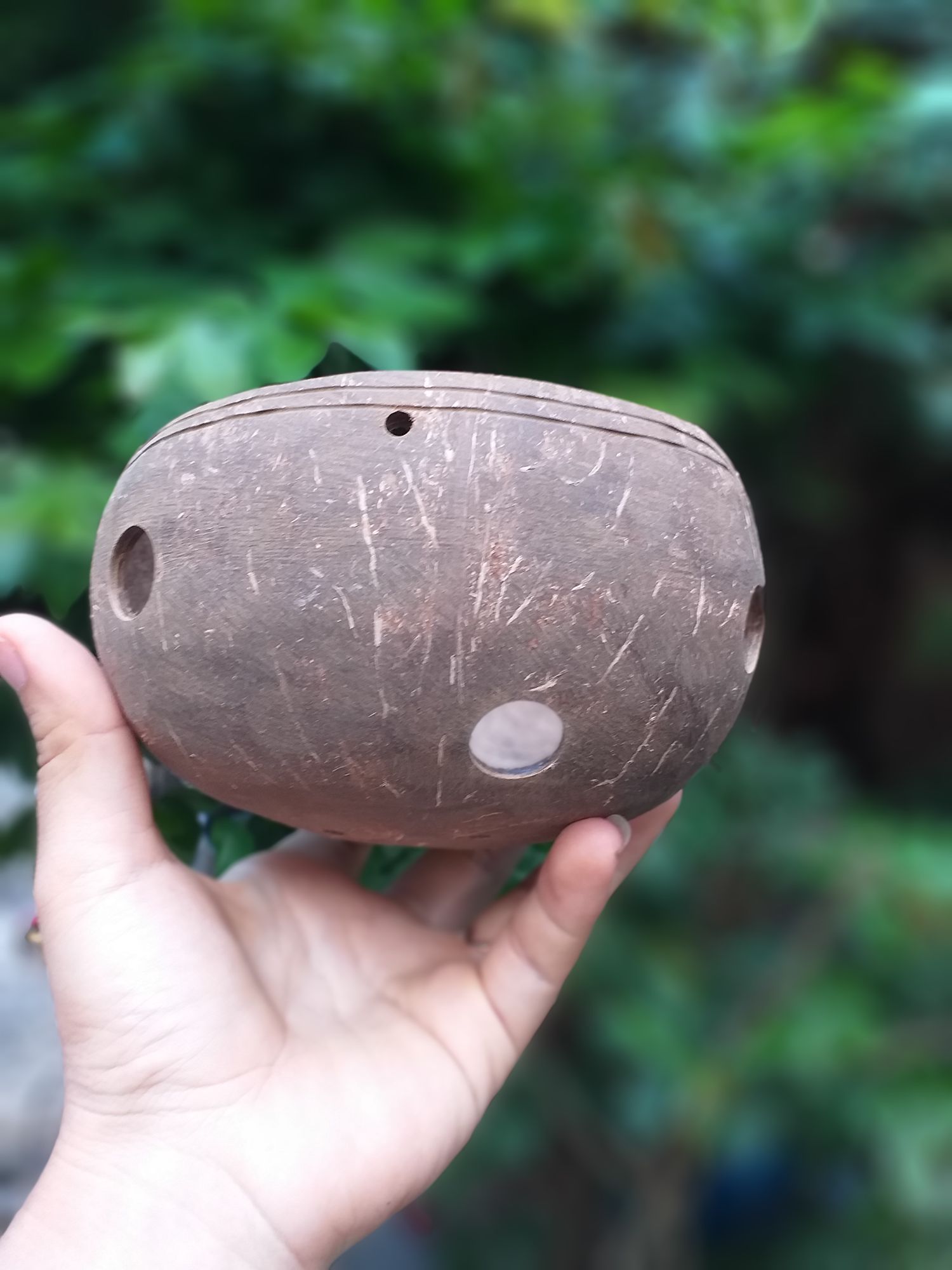 Gáo dừa trồng lan, hoa