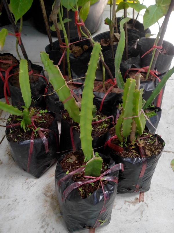 Cây thanh long vỏ vàng ruột trắng tai xanh thái lan cực ngọt - hàng chuẩn f1