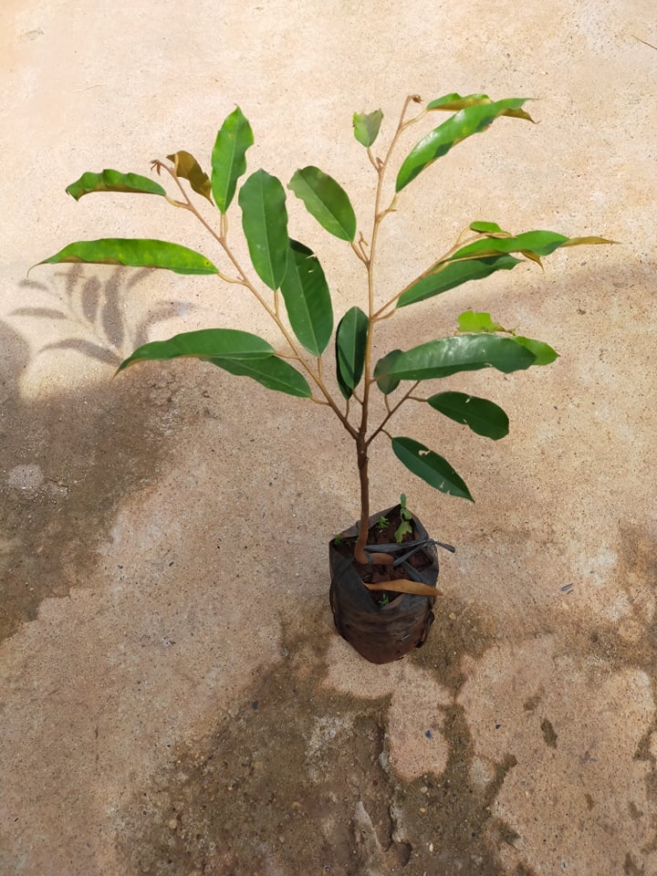 (FREESHIP Từ 50K) cây giống sầu riêng ri 6