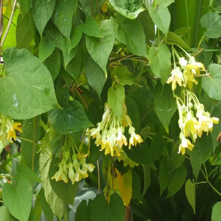 chậu cây giống hoa thiên lý