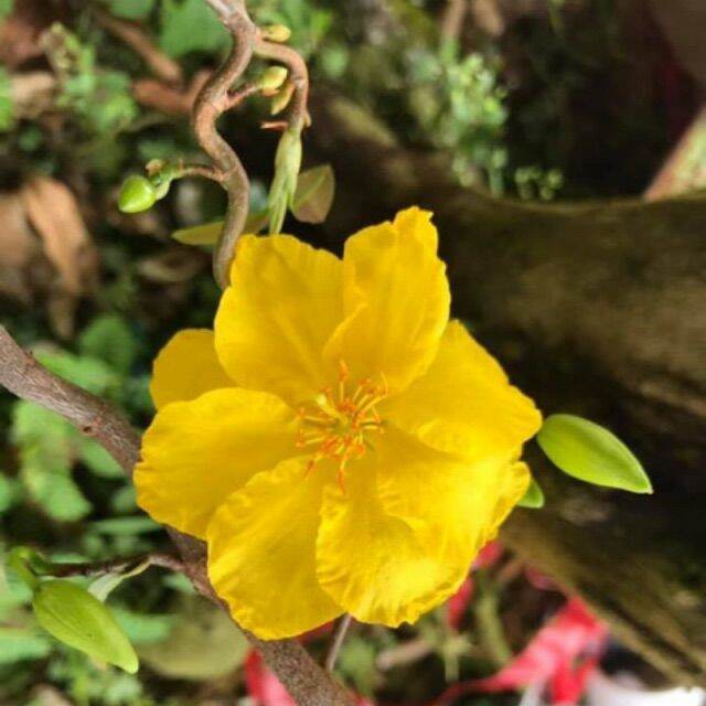 Mai xoắn (mai quắn) mini