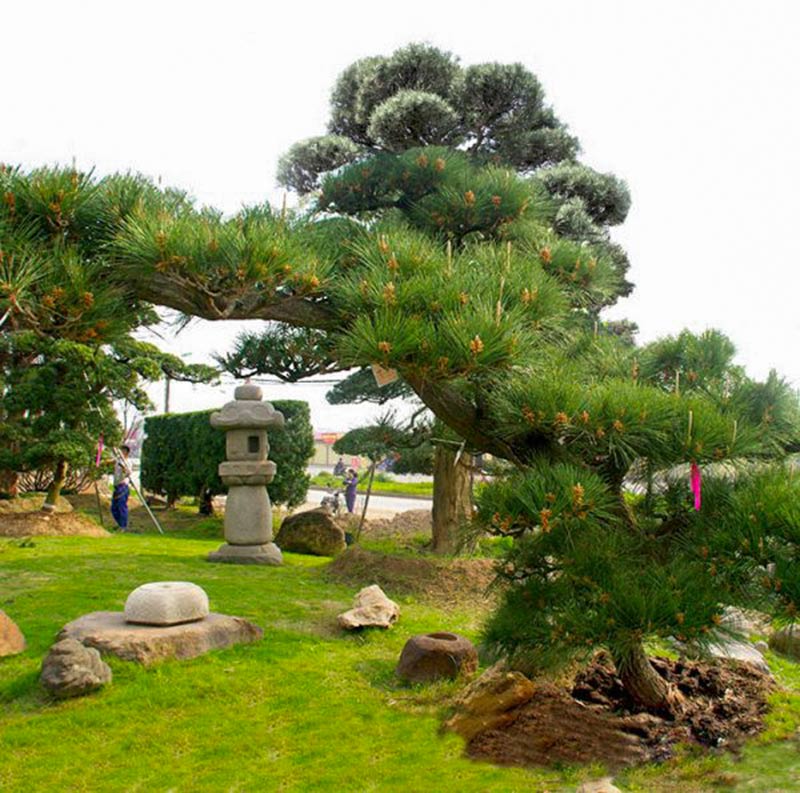 Hạt giống cây thông đen (10 hạt /gói)