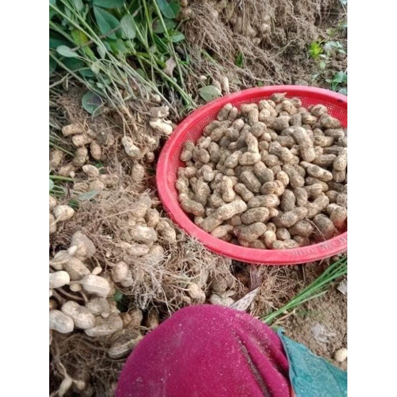 Lạc đỏ quê rang sẵn (1kg) Đại lý gạo Bà Tám