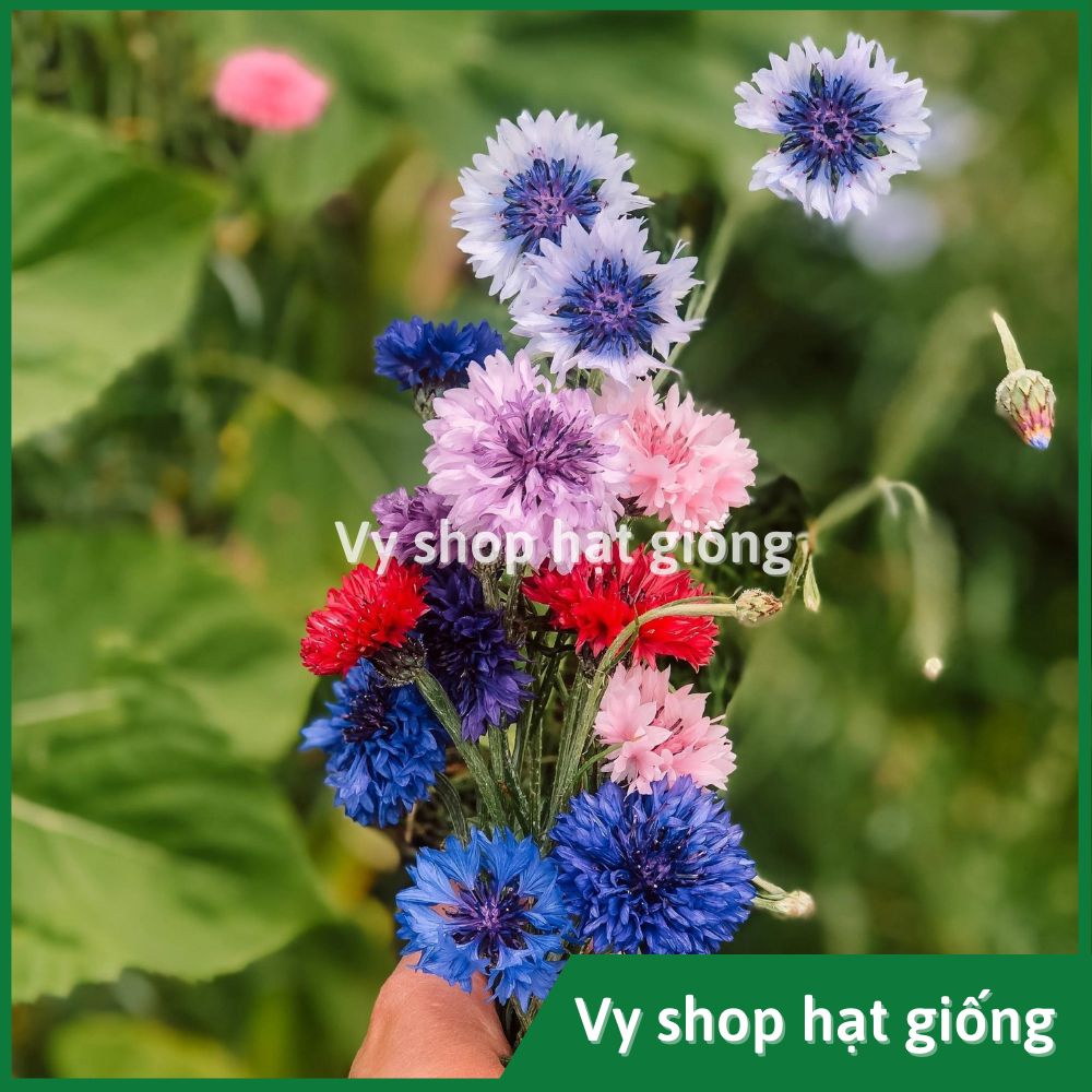 Hạt giống hoa thanh cúc (cúc ngô) - Centaurea Cyanus gói 100 hạt