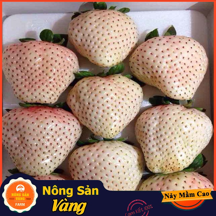 Hạt giống Dâu Tây Dứa (Dâu Tây Trắng) Vị Dễ Nghiền Và Nhiều Giá Trị Dinh Dưỡng (Gói 30 Hạt) - Nông Sản Vàng