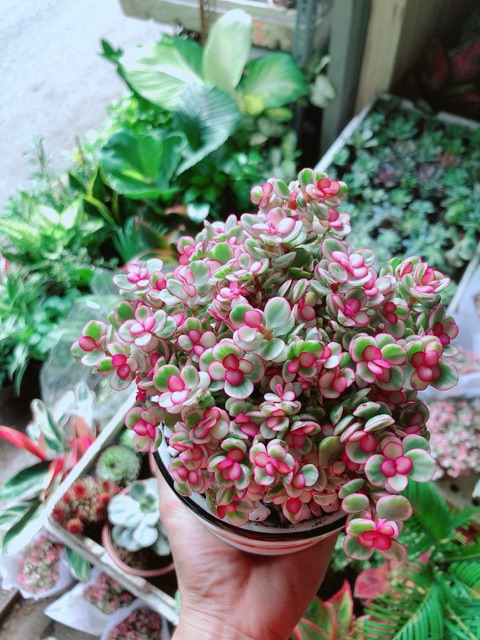 Cây Kim Chi Ngọc Diệp Hồng