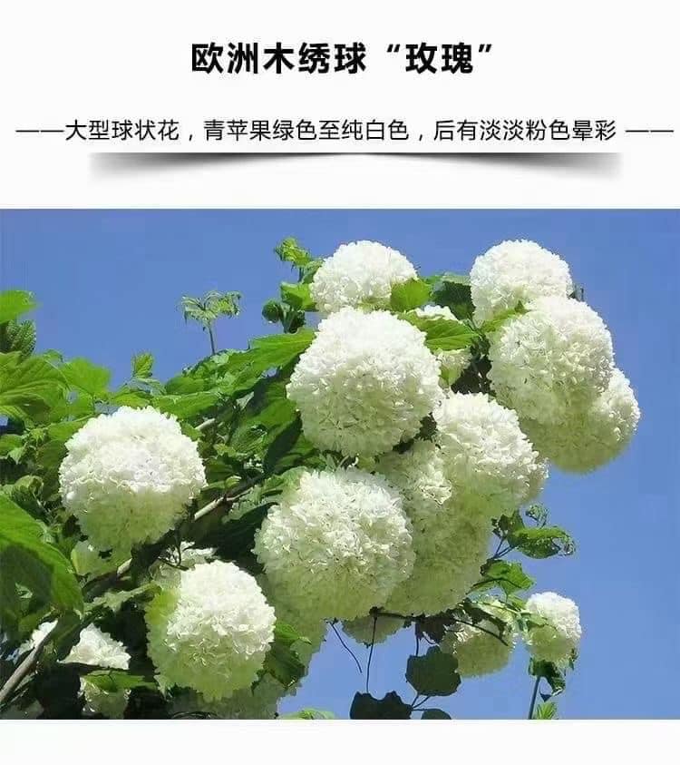 cây giống tú cầu thân gỗ-feership từ 50k