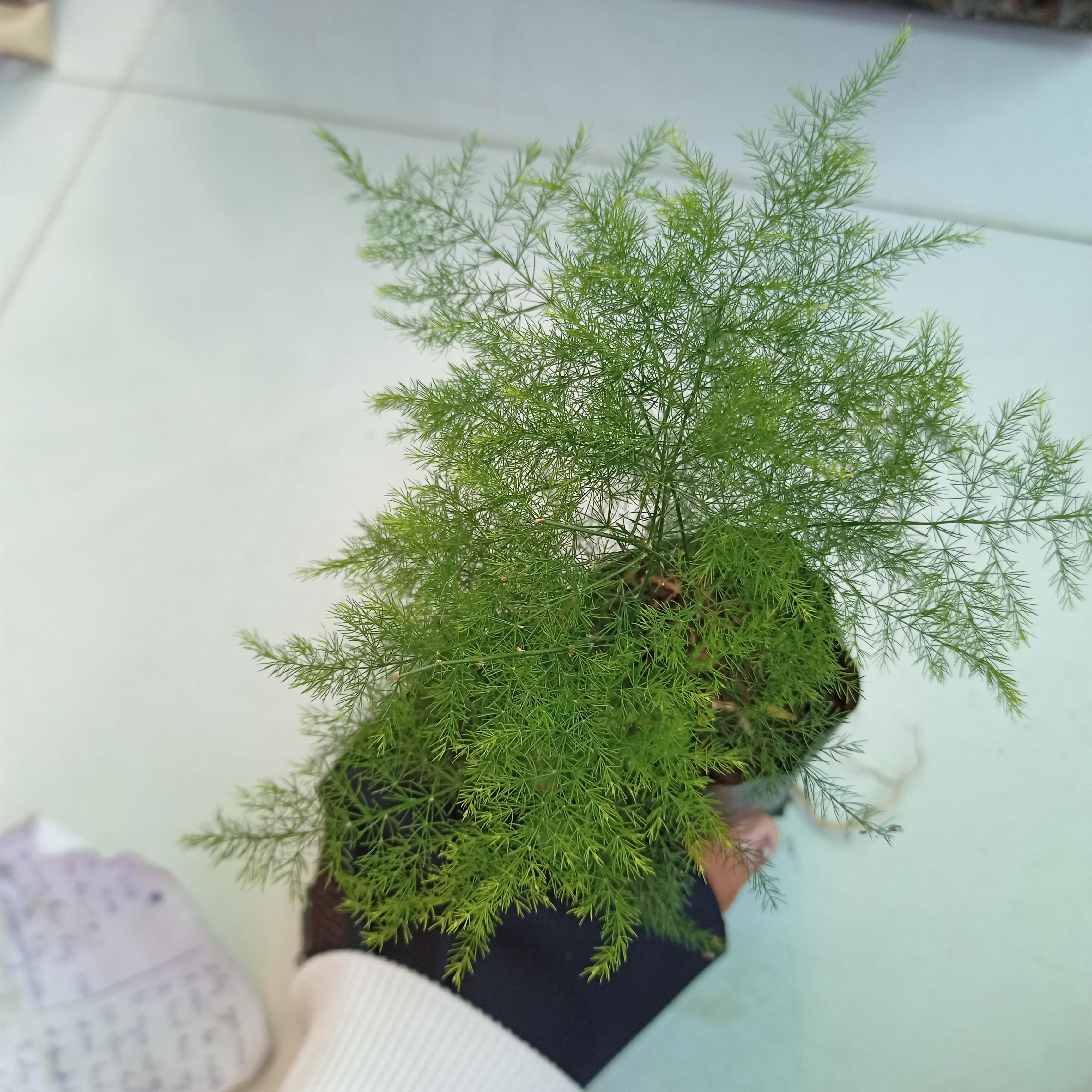Cây kim thủy tùng bầu đất, Asparagus setaceus