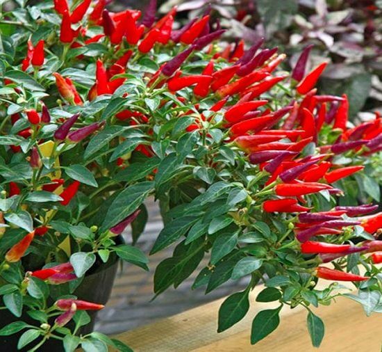Hạt giống ớt chỉ thiên (gói 60 hạt)