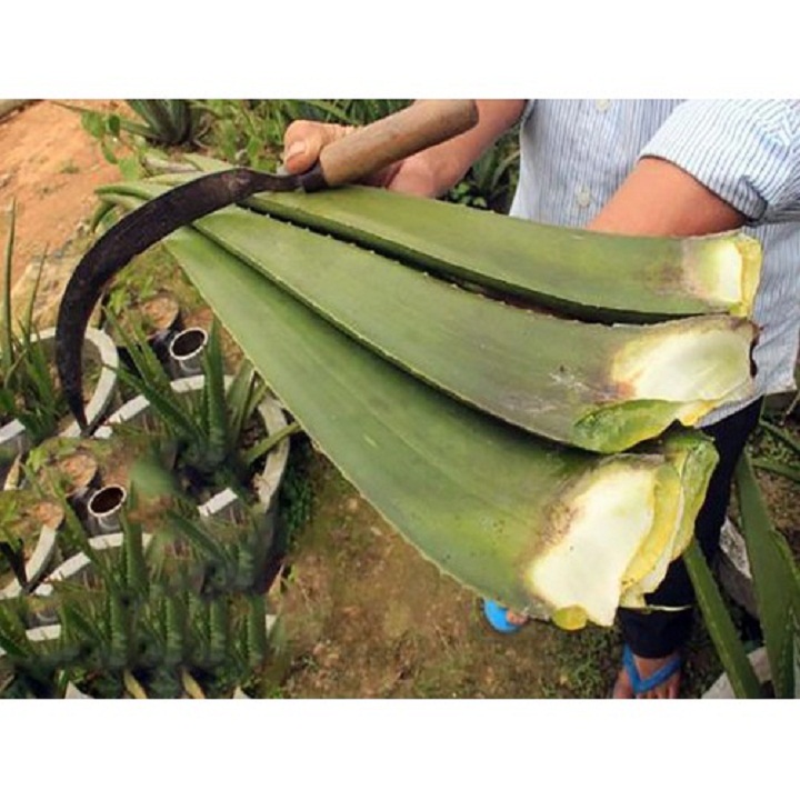 CHẬU CÂY NHA ĐAM MỸ, BẸ SIÊU TO,SIÊU DỄ TRỒNG, SIÊU NĂNG SUẤT, SIÊU KINH TẾ