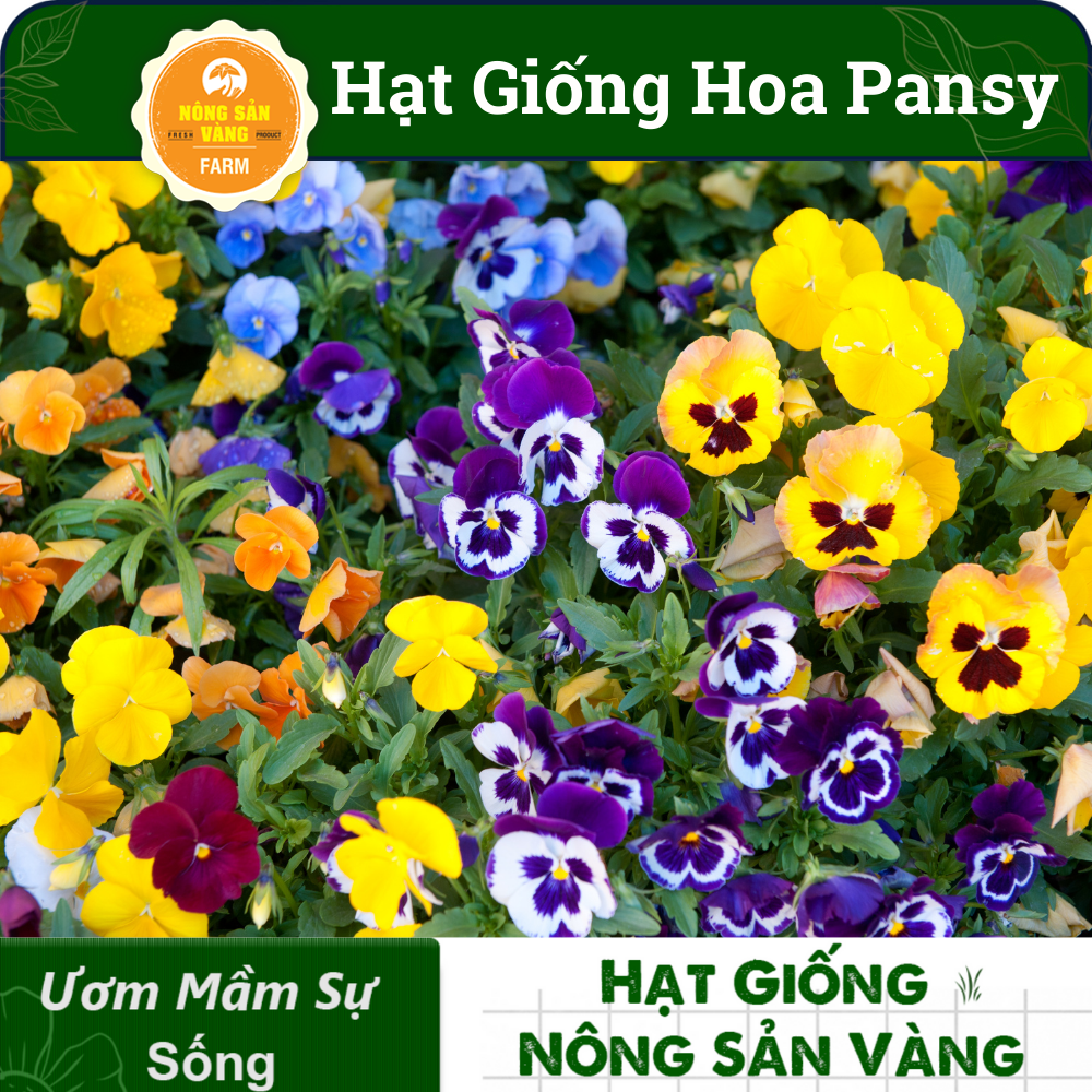 Pansy flower seeds multi-colored (pack 15 seeds) mix