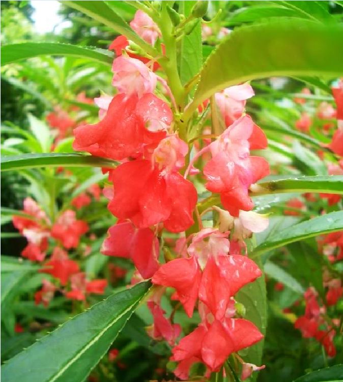 Hạt giống Hoa móng tay kép Mix Màu  – 50Hạt