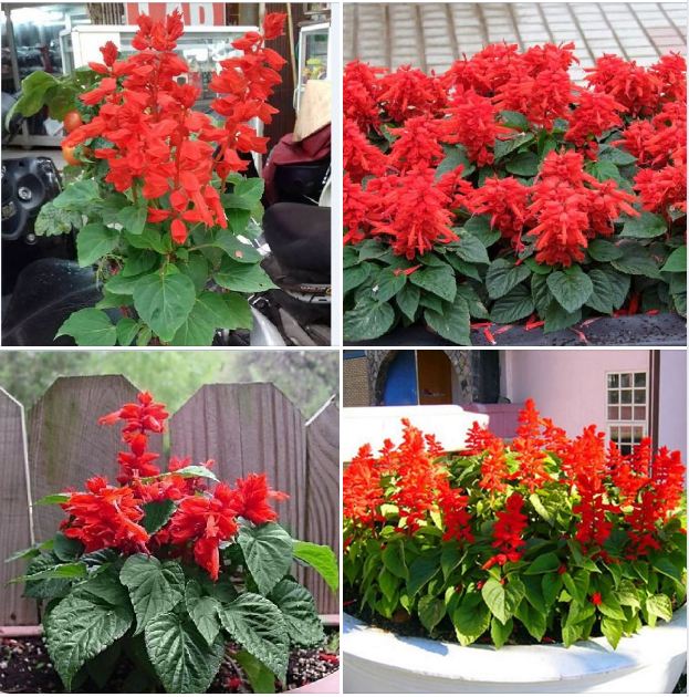 "Gói 100 "Hạt giống hoa xác pháo đỏ [Seeds]