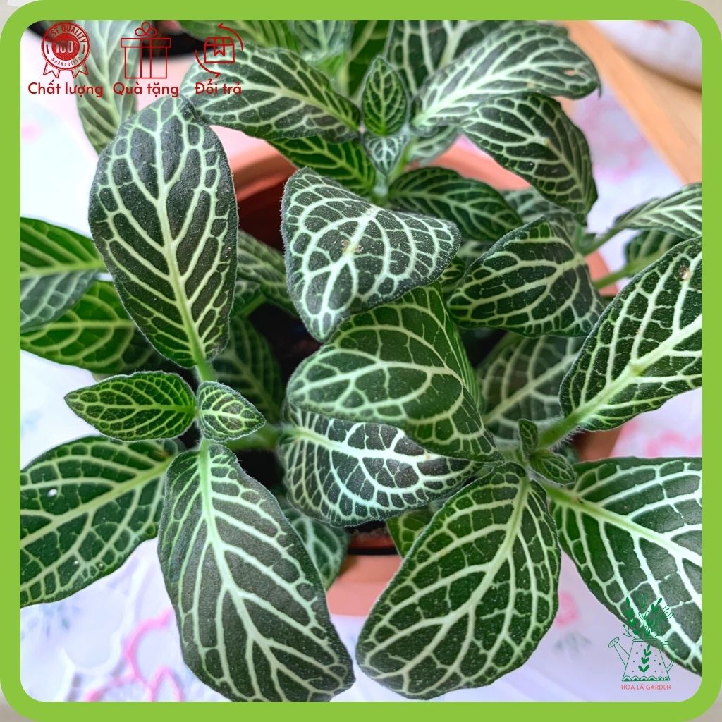 Cây cẩm nhung fittonia nhiều màu (chậu 5cm)