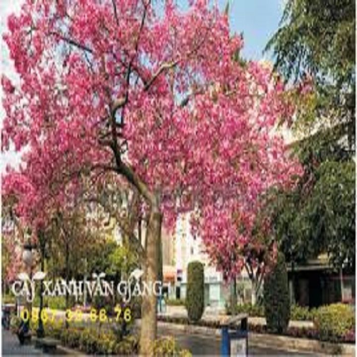 CÂY GIỐNG HOA MỸ NHÂN