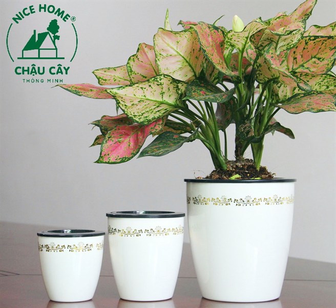 Chậu cây tự dưỡng thông minh- H005