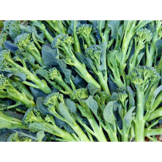 HẠT GIỐNG BÔNG CẢI XANH MINI - GÓI 1 GRAM